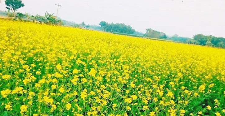 কৃষকের মুখে হাসি সরিষার ভালো ফলন