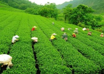 চলতি বছরও  নানামুখী চ্যালেঞ্জের মুখোমুখি ভারতীয় চা শিল্প