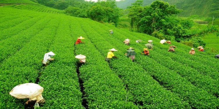চলতি বছরও  নানামুখী চ্যালেঞ্জের মুখোমুখি ভারতীয় চা শিল্প