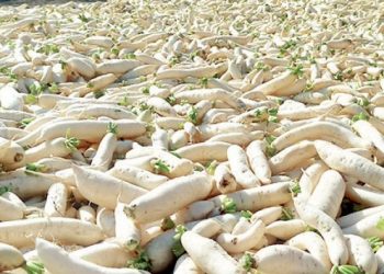 ঠাকুরগাঁওয়ে লোকসানে কৃষক