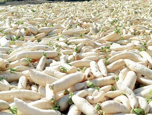 ঠাকুরগাঁওয়ে লোকসানে কৃষক