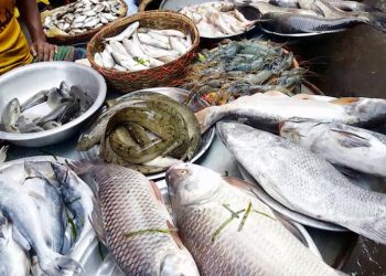 শৈত্যপ্রবাহের কারনে বেড়েছে মাছের দাম