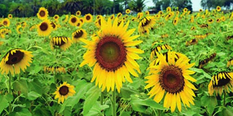 মৌলভীবাজারে  কৃষক সফল সূর্যমুখী চাষে