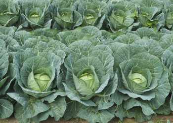 রফতানি হচ্ছে বিদেশে যশোরের বাধাকপি