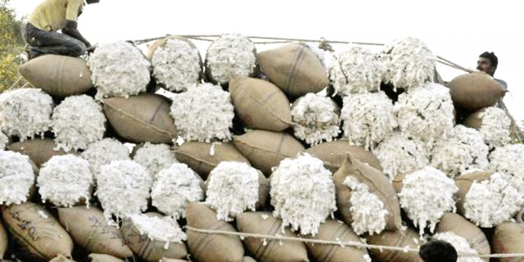 ভারতে কমছে তুলা রফতানি