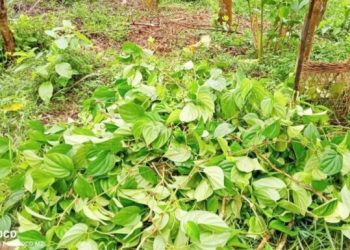 ৪০০ পানগাছ নষ্ট খাসিয়াদের