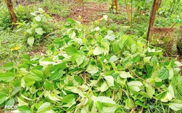 ৪০০ পানগাছ নষ্ট খাসিয়াদের