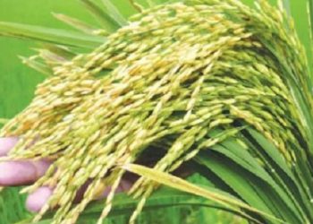 ধানের চাষ নিয়ে বিপাকে কৃষক সেচ সংকটে বোরো