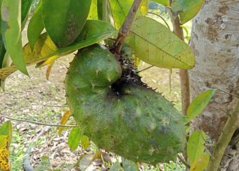 বাণিজ্যিকভাবে চাষ ‘টক আতা’