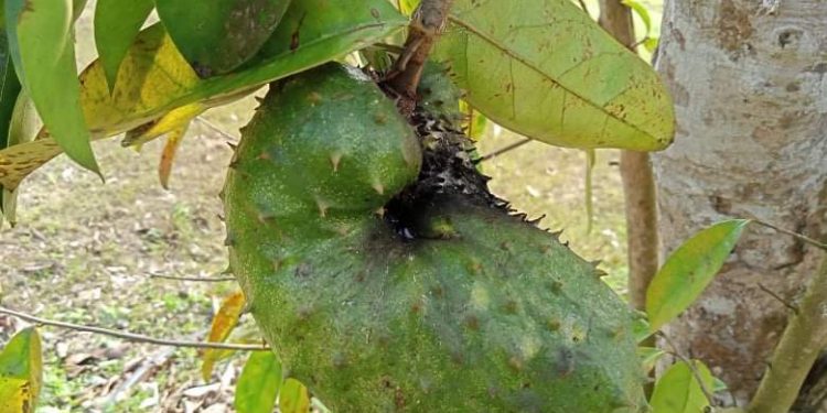 বাণিজ্যিকভাবে চাষ ‘টক আতা’