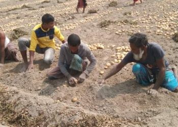ঠাকুরগাঁওয়ে নতুন আলু এখন প্রতিকেজি ৫ টাকা, লোকসানে  চাষিরা