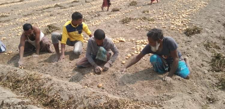 ঠাকুরগাঁওয়ে নতুন আলু এখন প্রতিকেজি ৫ টাকা, লোকসানে চাষিরা