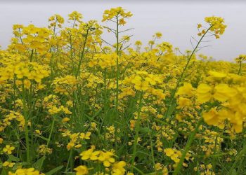 ১০ কোটি  আয় হবে এবার সরিষা ফুলের মধু থেকে