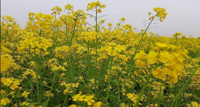 ১০ কোটি আয় হবে এবার সরিষা ফুলের মধু থেকে