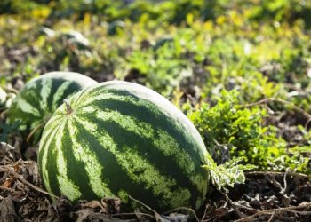 তরমুজের চাষ সমুদ্রতীর ঘেঁষে