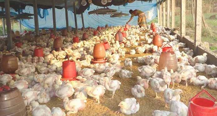 সংক্রমণের মুখে বন্ধ অনেক খামার