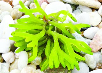 অর্থনীতির হাতছানি শৈবালচাষে