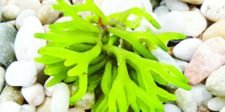 অর্থনীতির হাতছানি শৈবালচাষে