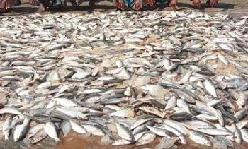 ৬ জেলের জরিমানা,বরগুনায় ৪০ মণ জাটকা জব্দ