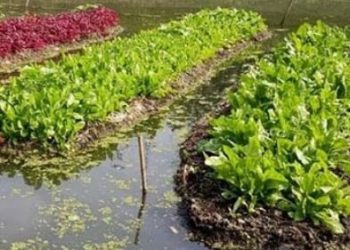 ভাসমান সবজি চাষে স্বপ্ন দেখছেন কৃষকেরা