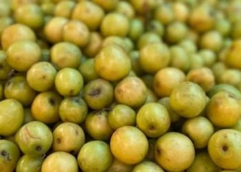 বড়ই চাষ করেই বেশ লাভবান