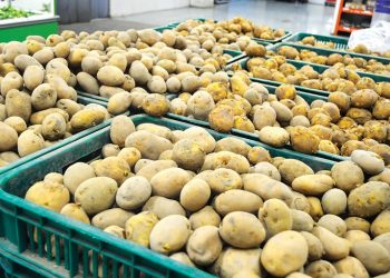 লোকসানে কৃষক দিনাজপুরে আলুর দাম কমায়