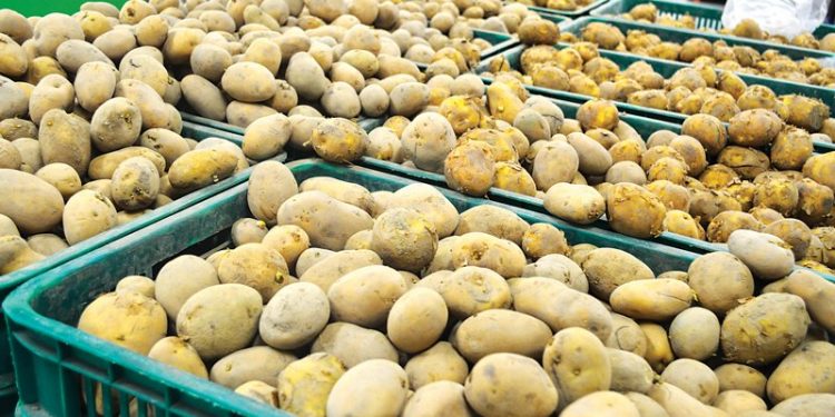 লোকসানে কৃষক দিনাজপুরে আলুর দাম কমায়