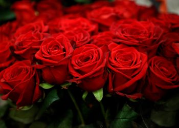 ৫ কোটি টাকার ফুল বিক্রি ফেব্রুয়ারিতেই