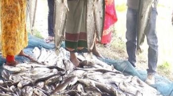 চাষির ১৫ লাখ টাকার ক্ষতি,পুকুরে বিষ ঢেলে দিল দুর্বৃত্তরা