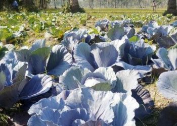 রঙিন বাঁধাকপি চাষে কৃষকের সাফল্য