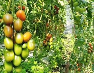 তাক লাগিয়েছেন  ইতালিয়ান টমেটো চাষে