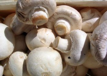 লাখ টাকা আয় মাশরুম চাষে