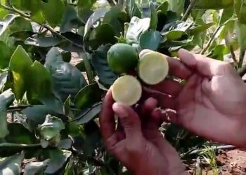 বীজ ছাড়া লেবু বিক্রি করলেন আড়াই লাখ টাকার