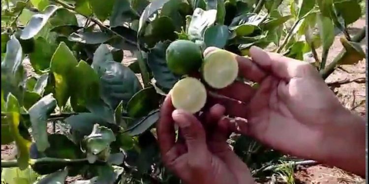বীজ ছাড়া লেবু বিক্রি করলেন আড়াই লাখ টাকার