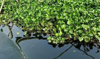 সয়লাব মেঘনা মাছ ধরার অবৈধ ঝোপঝাড়ে