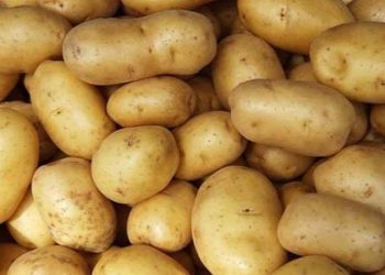 আলুর কেজি সাড়ে ৬ টাকা হিলিতে