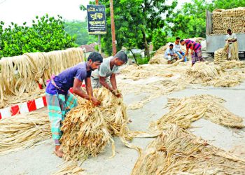 অর্থবছরে পাটের উৎপাদন কমেছে ৩ লাখ ২০ হাজার বেল