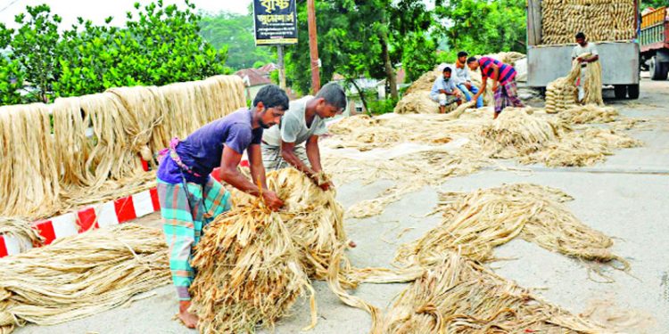 অর্থবছরে পাটের উৎপাদন কমেছে ৩ লাখ ২০ হাজার বেল