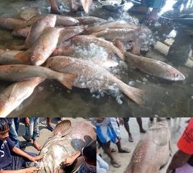 অবিশ্বাস্য ওজনের মাছ ধরা পড়লো জেলের জ্বালে