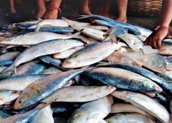 নিষেধাজ্ঞা অমান্য করে ইলিশ ধরায় ৭ জেলেকে জেল-জরিমানা