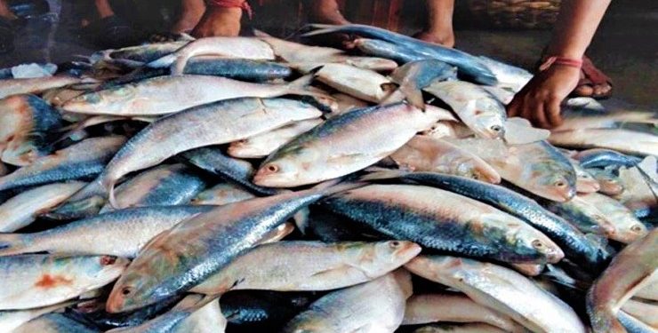 নিষেধাজ্ঞা অমান্য করে ইলিশ ধরায় ৭ জেলেকে জেল-জরিমানা