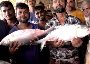 ৭ অক্টোবর থেকে ইলিশ ধরায় ২২ দিনের নিষেধাজ্ঞা শুরু