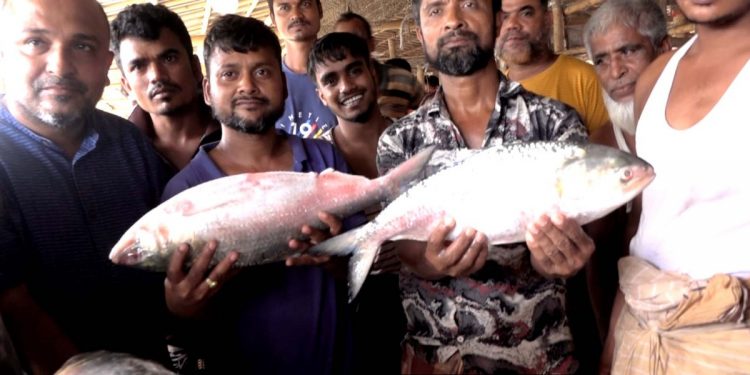 ৭ অক্টোবর থেকে ইলিশ ধরায় ২২ দিনের নিষেধাজ্ঞা শুরু
