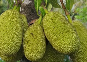 জাতীয় ফল কাঁঠালের জীবন রহস্য উন্মোচন