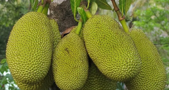 জাতীয় ফল কাঁঠালের জীবন রহস্য উন্মোচন