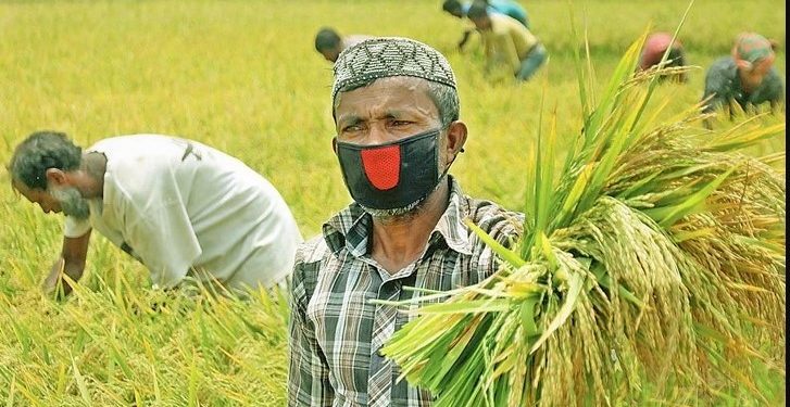 চট্টগ্রামে কৃষি প্রণোদনা পাচ্ছেন ৮০ হাজার কৃষক
