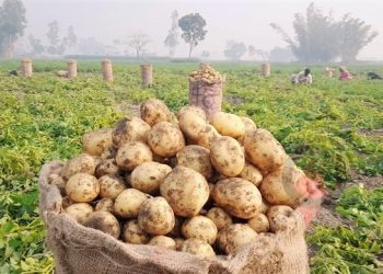 আলুর উৎপাদন খরচ তুলতে না পারায় আবারো ক্ষতির মুখে ঠাকুরগাঁওয়ের চাষিরা