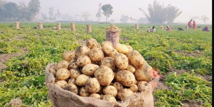 আলুর উৎপাদন খরচ তুলতে না পারায় আবারো ক্ষতির মুখে ঠাকুরগাঁওয়ের চাষিরা