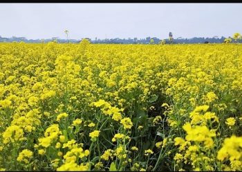 নারায়ণগঞ্জে আড়াইহাজার এলাকায় সরিষার বাম্পার ফলনের আশা