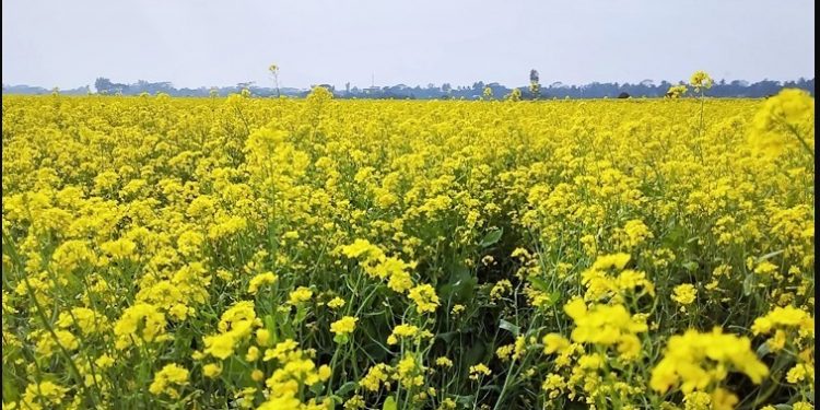 নারায়ণগঞ্জে আড়াইহাজার এলাকায় সরিষার বাম্পার ফলনের আশা
